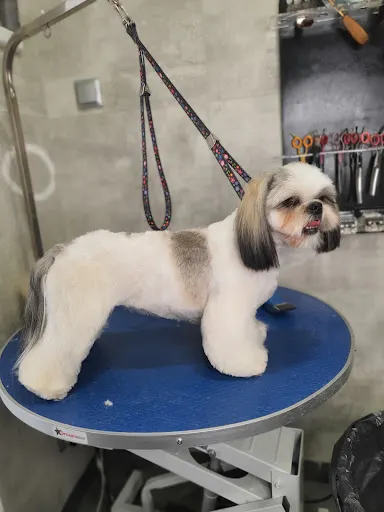 DeeDee - Salon pielęgnacji psów